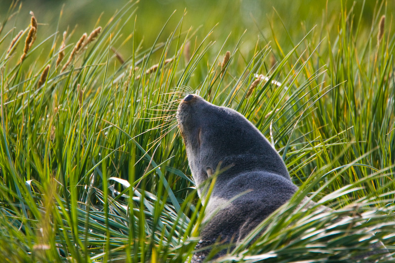 Antarctic Fur Seal In Tussock Grass